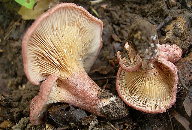 Lactarius spinosulus    Qul. & Le Bret.